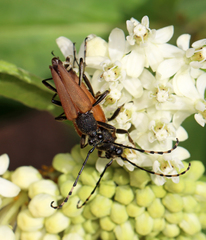 Brachyleptura