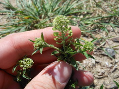 Lepidium austrinum