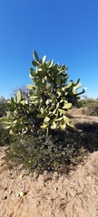 Opuntia quimilo
