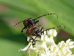 Brachyleptura