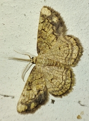 Stegania dilectaria