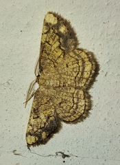 Stegania dilectaria