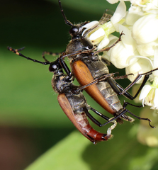 Brachyleptura