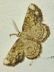 Stegania dilectaria
