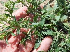 Lepidium austrinum