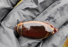 Dytiscus circumcinctus