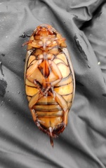 Dytiscus circumcinctus