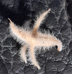 Plectrocarpa tetracantha