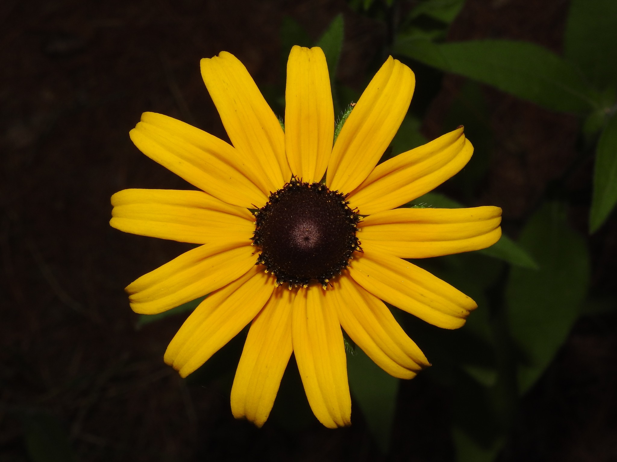 Rudbeckia hirta var. pulcherrima