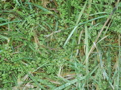 Chaerophyllum ramosum