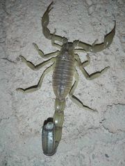 Androctonus amoreuxi