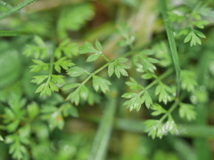 Chaerophyllum ramosum