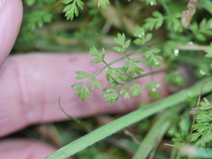 Chaerophyllum ramosum