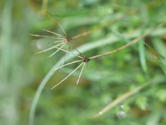 Chaerophyllum ramosum
