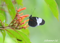 Heliconius sapho leuce