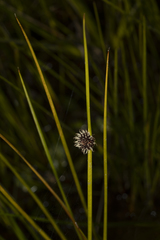Chorizandra sphaerocephala