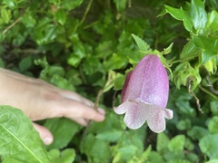 Campanula punctata