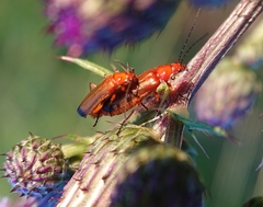 Rhagonycha fulva