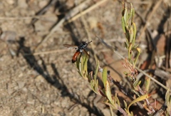 Cylindromyia intermedia