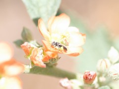 Macroteropsis