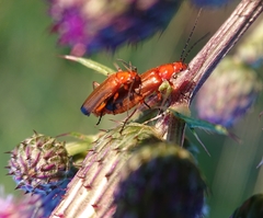 Rhagonycha fulva