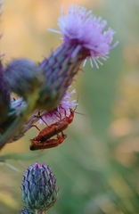 Rhagonycha fulva
