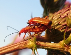 Rhagonycha fulva