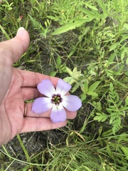 Eustoma russellianum