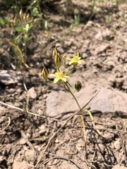 Triteleia ixioides