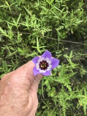 Eustoma russellianum