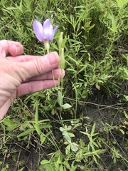 Eustoma russellianum