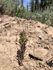 Orthocarpus cuspidatus