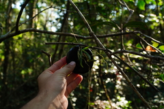 Sarcochilus dilatatus
