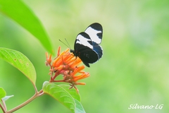 Heliconius sapho leuce