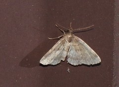 Phalaenostola eumelusalis