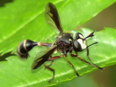 Physocephala furcillata