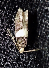 Recurvaria leucatella