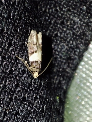 Recurvaria leucatella