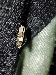 Recurvaria leucatella