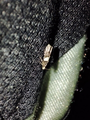 Recurvaria leucatella