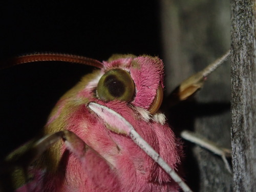 Elephant hawk-moth