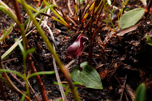 Corybas fordhamii observed 2021-07-11