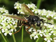 Stratiomys badia