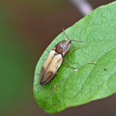 Stropenron hamata