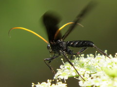 Ichneumon centrator