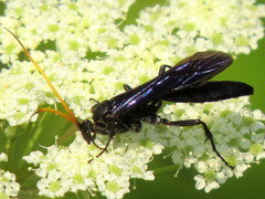 Ichneumon centrator