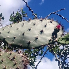 Opuntia hondurensis