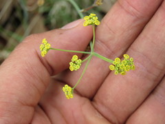 Donnellsmithia juncea