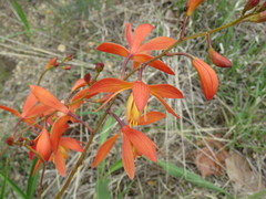 Bletia coccinea
