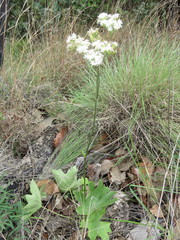 Psacalium poculiferum